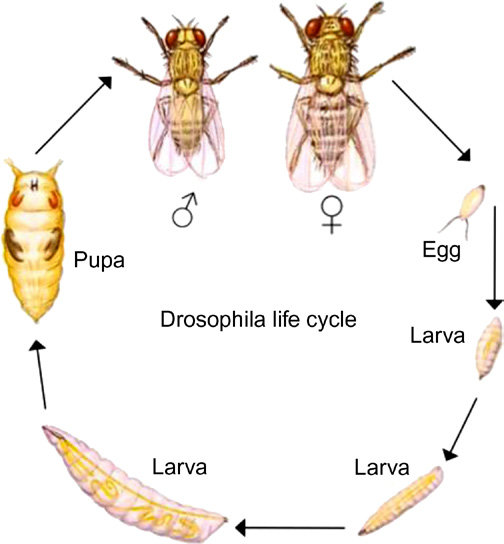 The Drosophila melanogaster life cycle - The Arrogant Scientist