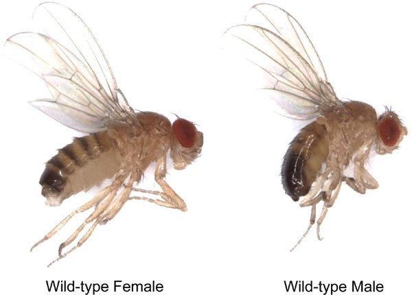 something-in-sperm-makes-female-fruit-flies-super-aggressive-after-sex