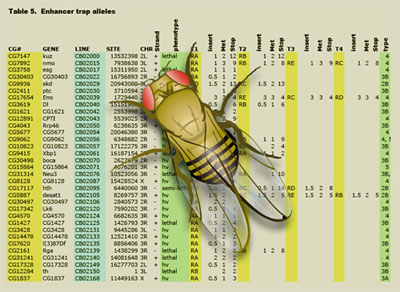 How Drosophila melanogaster genes are named - The Arrogant Scientist