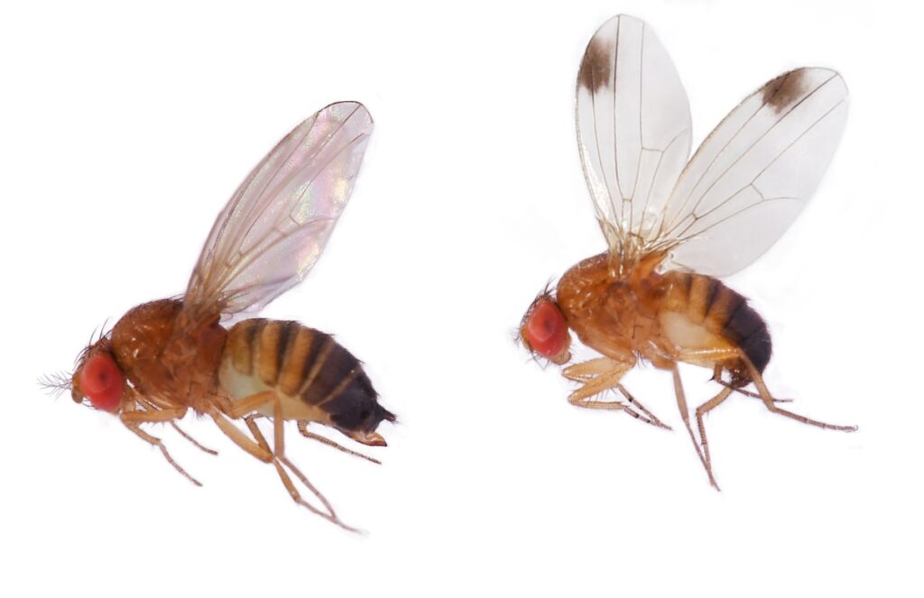 The Drosophila suzukii and yakuba The Arrogant Scientist